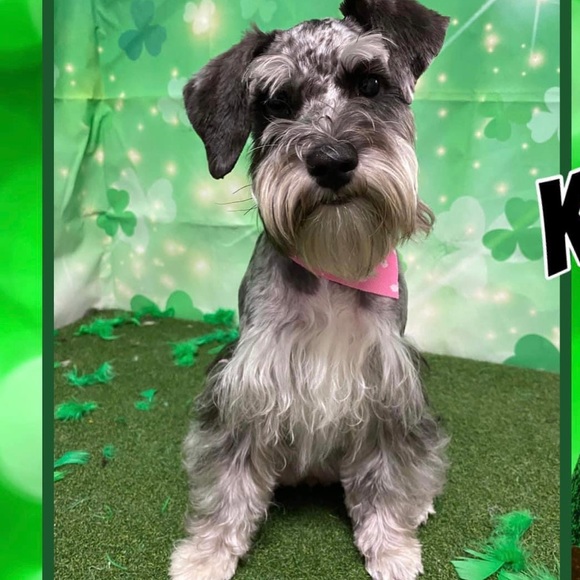 Meet your Posher, Laura - Picture 4 of 6